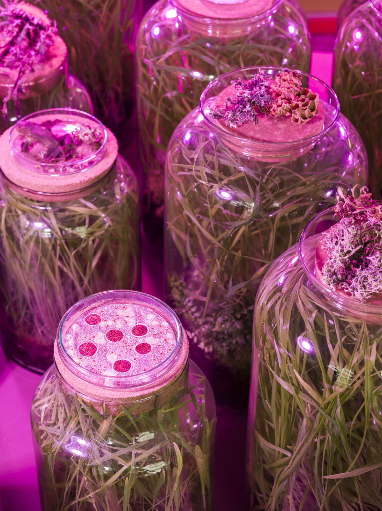 Installation view of the exhibit consisting of glass biospheres.
