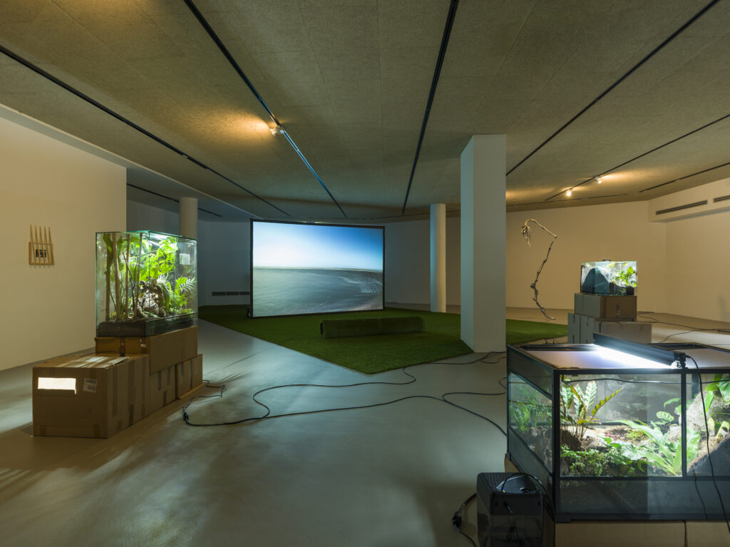 Installation view showing terrariums with plants and drawings and photgraphs on the walls in a dark exhibition space.