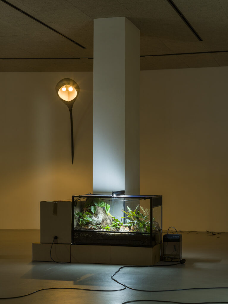 Installation view showing terrariums with plants and drawings and photgraphs on the walls in a dark exhibition space.