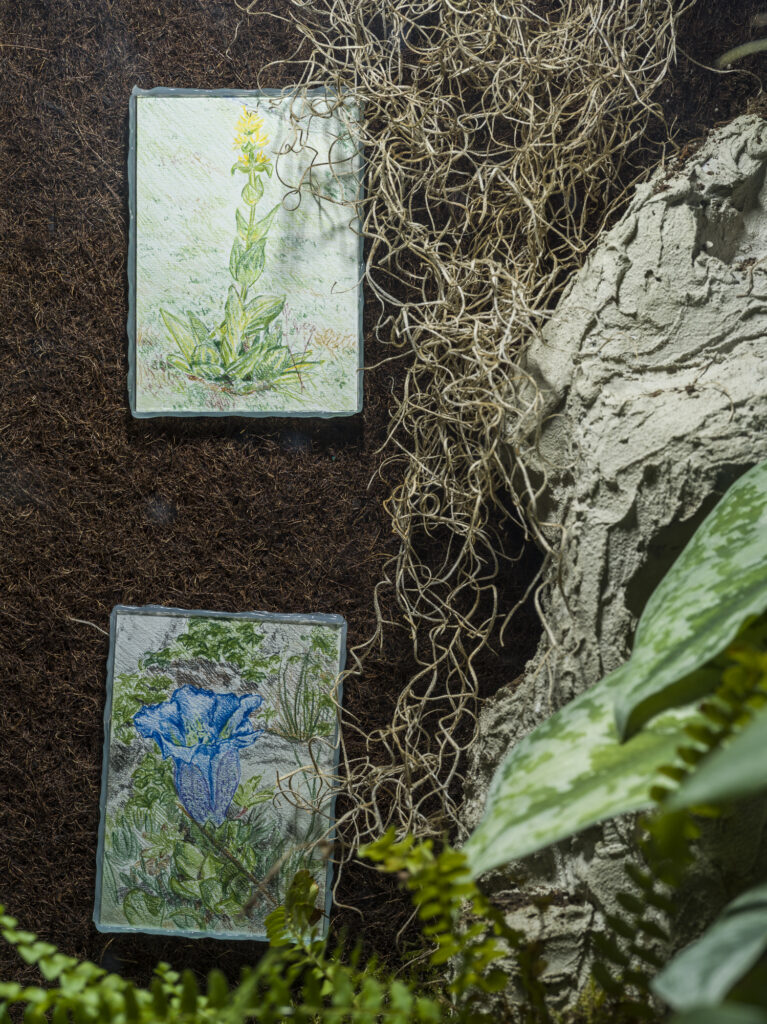 Installation view showing terrariums with plants.